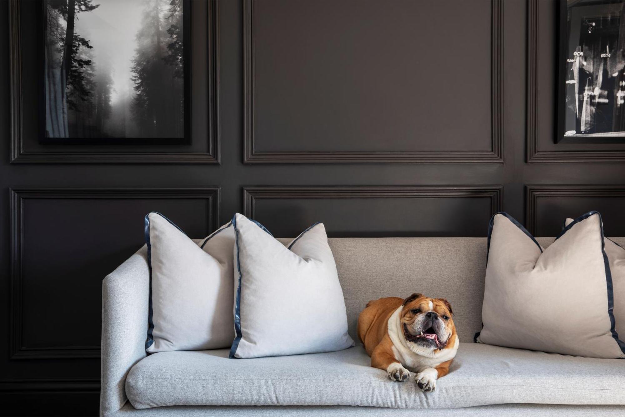 Seven Villa Hotel & Spa Йоханнесбург Экстерьер фото A dog on a sofa